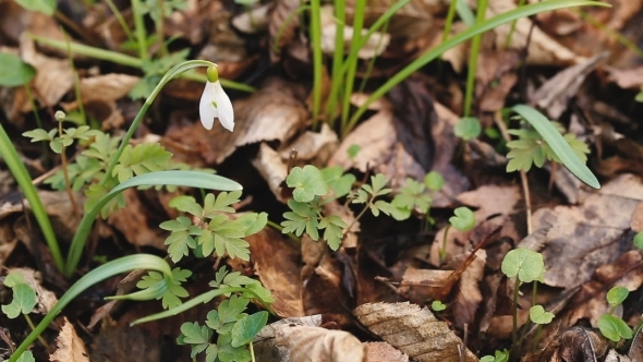 Snowdrops Blooming In Forest In Spring 