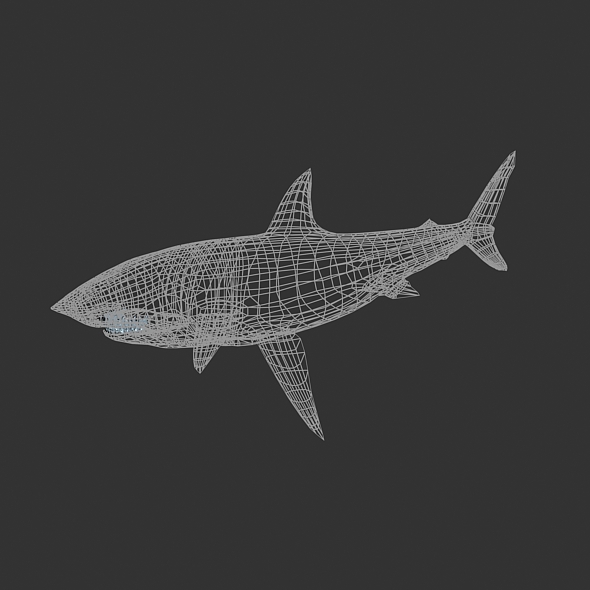 Great White Shark rigged 3Ds model by djnick | 3DOcean