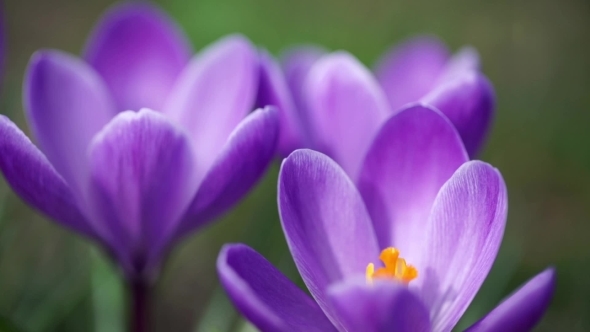 Purple Snowdrop  Shot