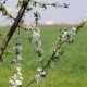 Blosoom Of The Apple Tree. Branch With Blosoom. - VideoHive Item for Sale