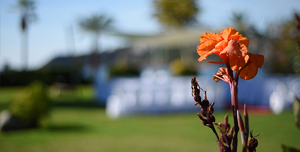 Orange Flower in a Sunny Day