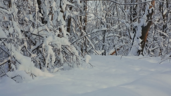 Snow On The Branches While Snowing In The Forest