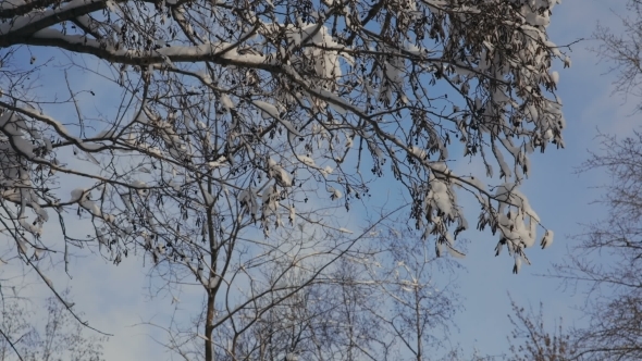 Snow On The Branches While Snowing In The Forest