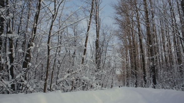 Road Through Snowy Forest