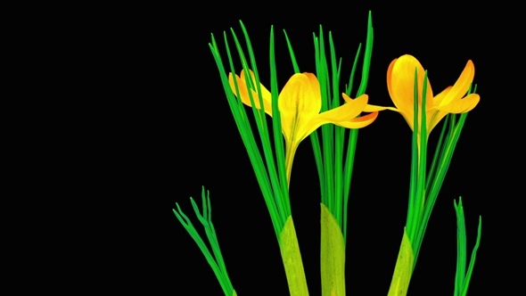 Yellow Crocus Flower Blooming alt