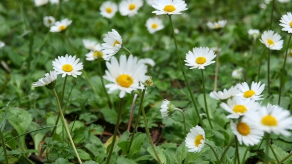 Wild Chamomile Flowers On a Field On a Sunny Day alt