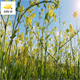 Canola Flowers And Blue SkY - VideoHive Item for Sale