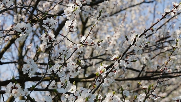 Blosoom Of The Apple Tree. Branch With Blosoom. alt