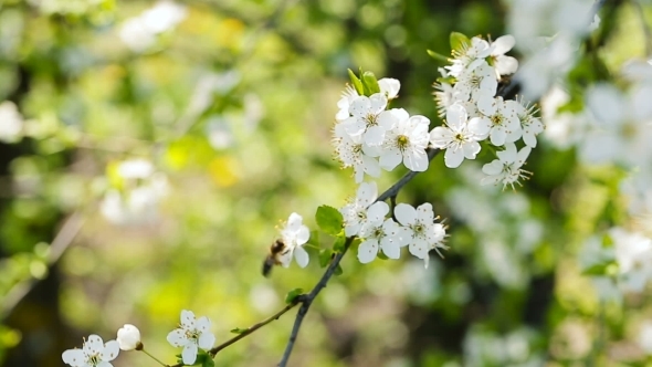 Bee On The Apple Tree. Blossom Of The Apple Tree.