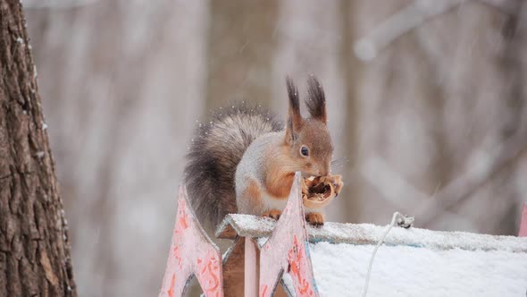 Close Up Squirrel Sitting Bird Feeder Winter Forest alt