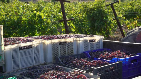 Wine Grape Harvesting