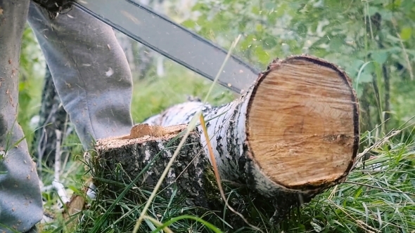 Man Cuts Away Fresh Birch In The Forest, Using Electric Chainsaws In . 1920X1080. 