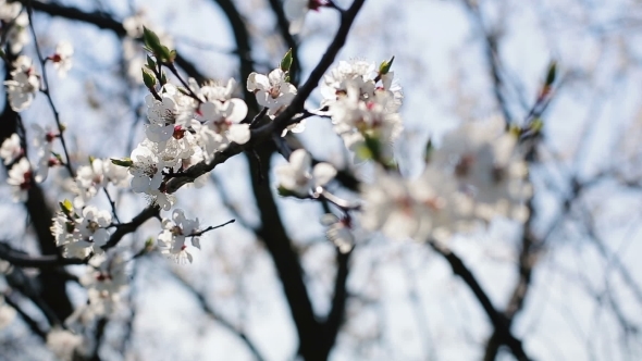 Blosoom Of The Apple Tree. Branch With Blosoom.