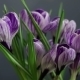 Flower - VideoHive Item for Sale