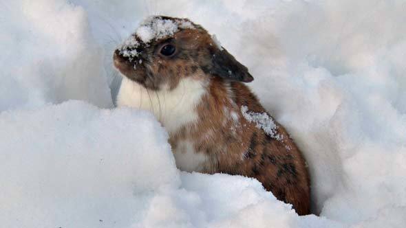 Fluffy Rabbit Sits in Snow in Winter