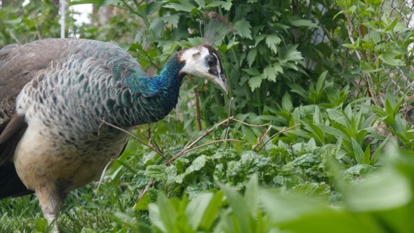Peacock