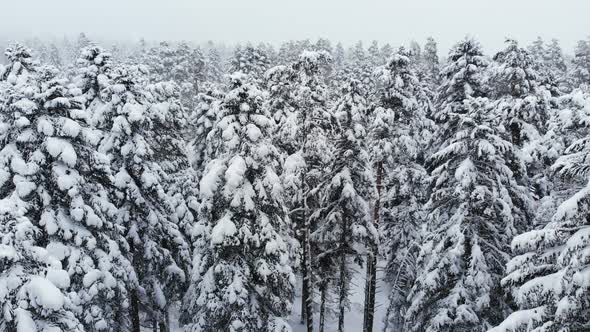Aerial View of a Snowy Winter Forest During a Snowfall Coniferous Mountain Forests. Winter