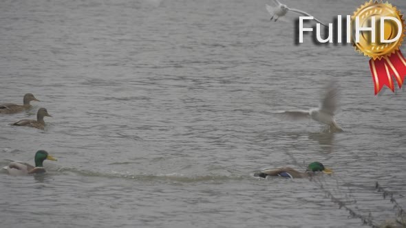 Mallard Wild Duck With Green Head is Flying up