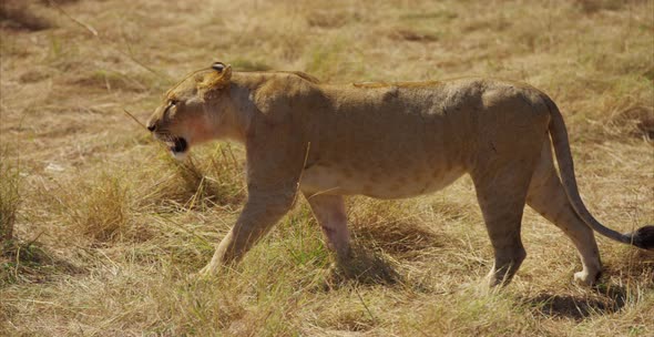 Female lion walking alt