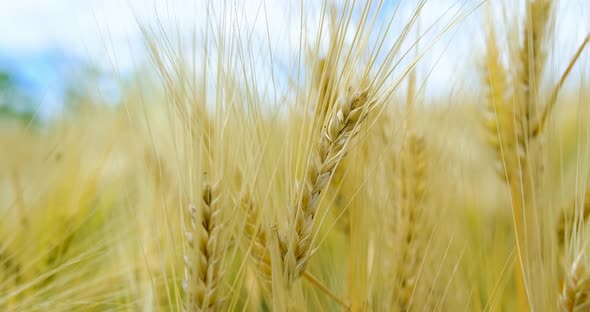 Wheat Grain - Wheat Fields alt