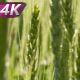 Good Future Harvest - VideoHive Item for Sale