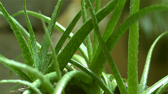 Aloe Vera Cactus Plant alt