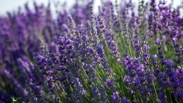Flowering Sprigs Of Lavender  alt
