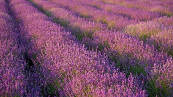 Lavender Swaying In The Wind alt