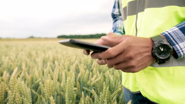 Agronomist in Overalls Enters Data Into a Tablet Male Hands Hold a Tablet on a Background of Wheat