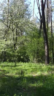 Vertical Video of Green Forest During the Day alt