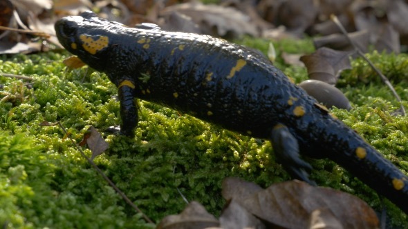 Salamander