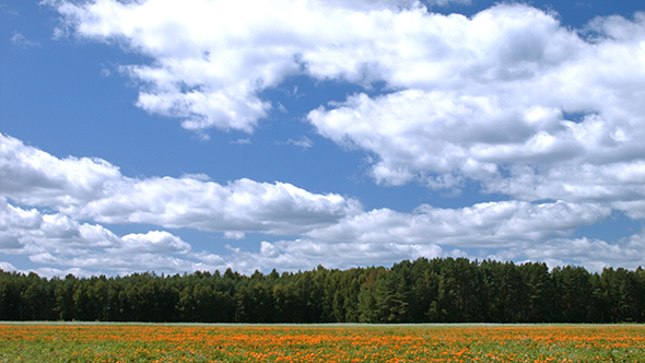 Clouds Cross the Sky over Field with a Flowers 