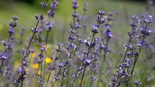 Flowering Sprigs Of Lavender  alt