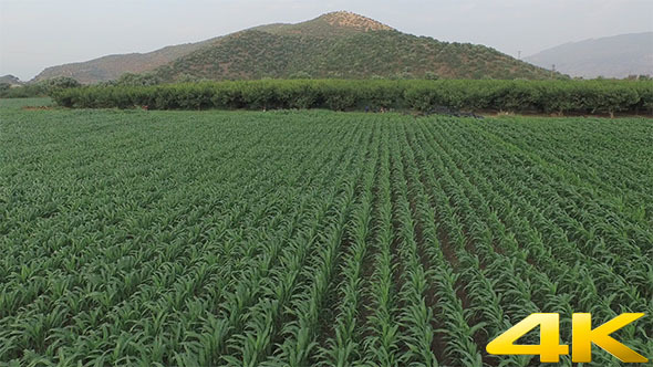 Flying over Cornfield alt