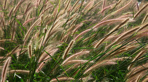 Spike Grass, Stock Footage | VideoHive