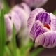 Flower - VideoHive Item for Sale