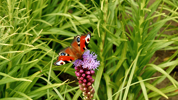 European Peacock Butterfly Aglais Io on the Purple Flower in the Meadow