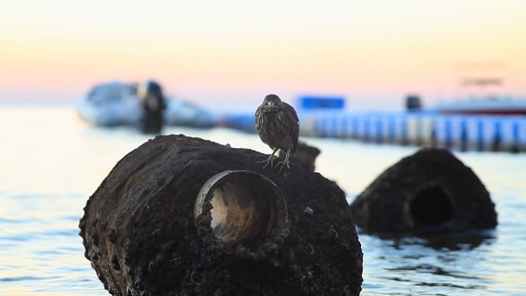 A Bird Sitting On a Rock On The Shore Of The Red Sea