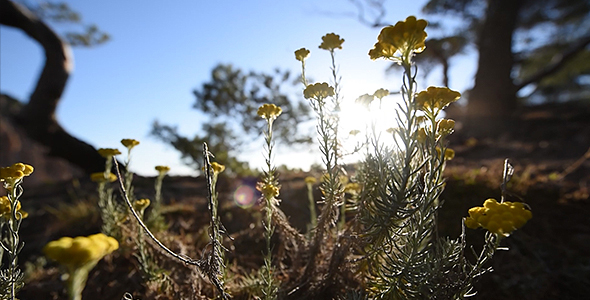 Yellow Flowers and Bright Sun