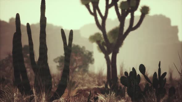 Sunlight Ray Shooting Across the Desert Sky at Sunset alt