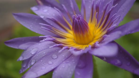 Slow motion of Purple lotus flower inside a pond in the raining season alt