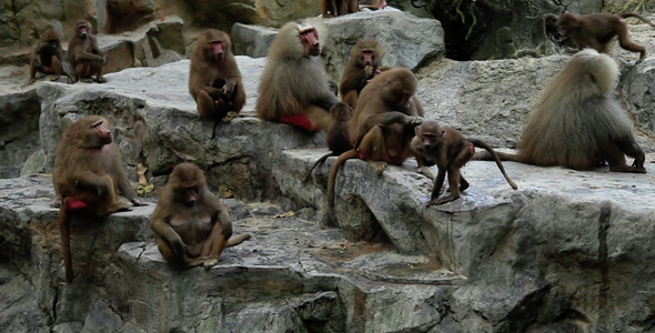 Group Of Monkeys