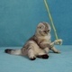 Funny Cat Playing with Little Toy Bunny  - VideoHive Item for Sale