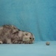 Funny Cat Playing with Little Toy Bunny  - VideoHive Item for Sale