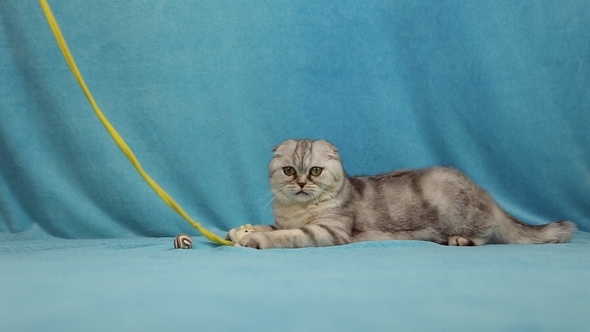 Funny Cat Playing with Little Toy Bunny  alt