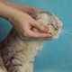 The Girl Caresses Her Cat - VideoHive Item for Sale