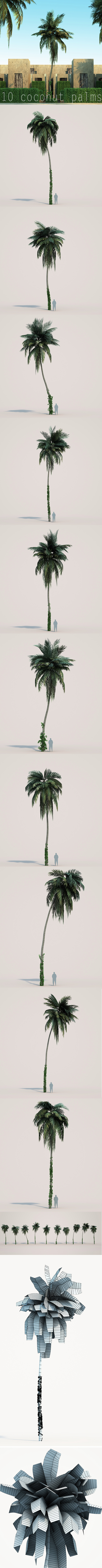 10 coconuts trees - 3DOcean Item for Sale