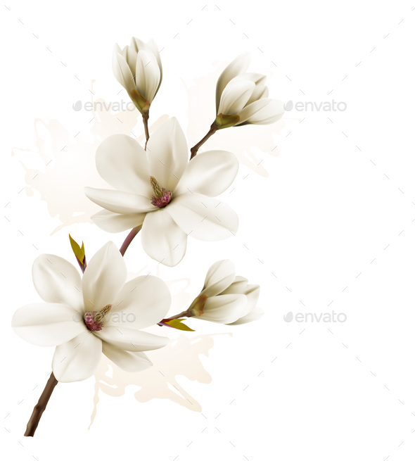 Spring Background with Magnolia - Flowers & Plants Nature