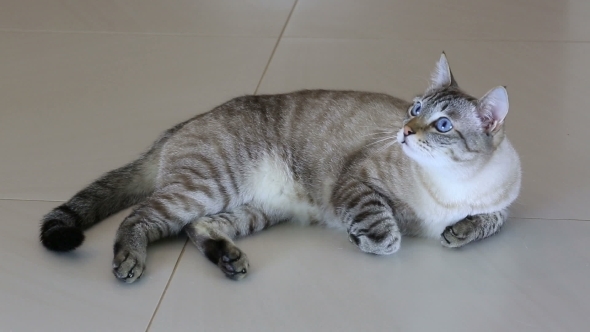 Thai Imposingly Beautiful Cat Lying On Floor. alt