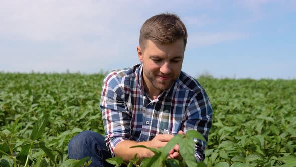 Farmer on Soybean Field Agronomist or Farmer Examining Crop of Soybeans Field alt